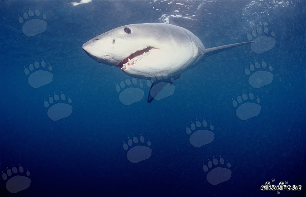 Powerful Great White Shark Hunting Seals off the South African Coast