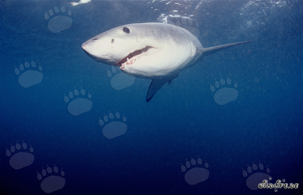 Poderoso tiburón blanco cazando focas frente a la costa sudafricana