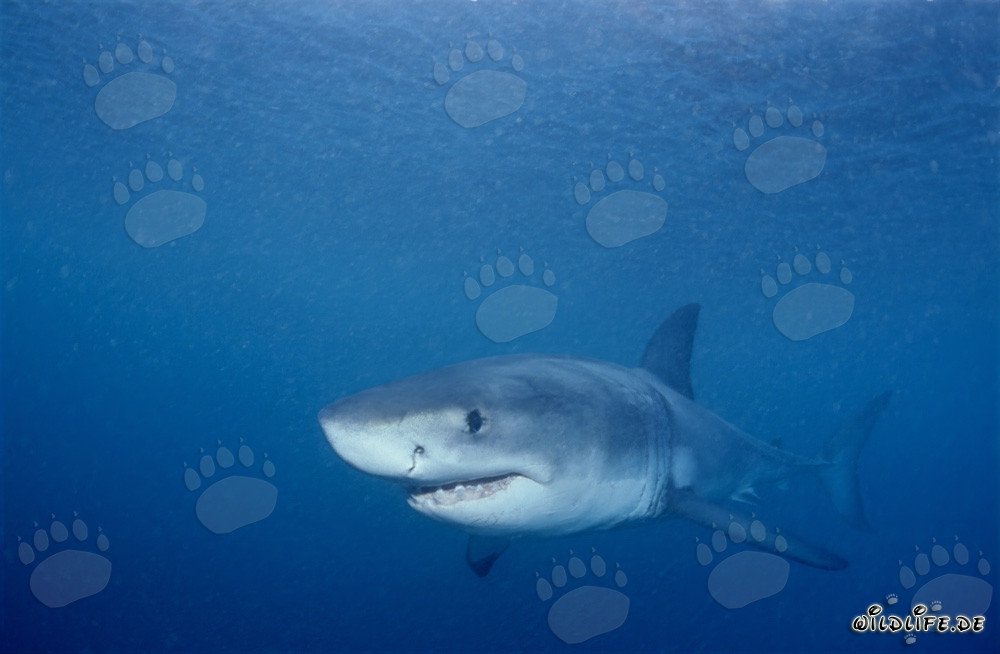 Baby Great White Shark searching for prey
