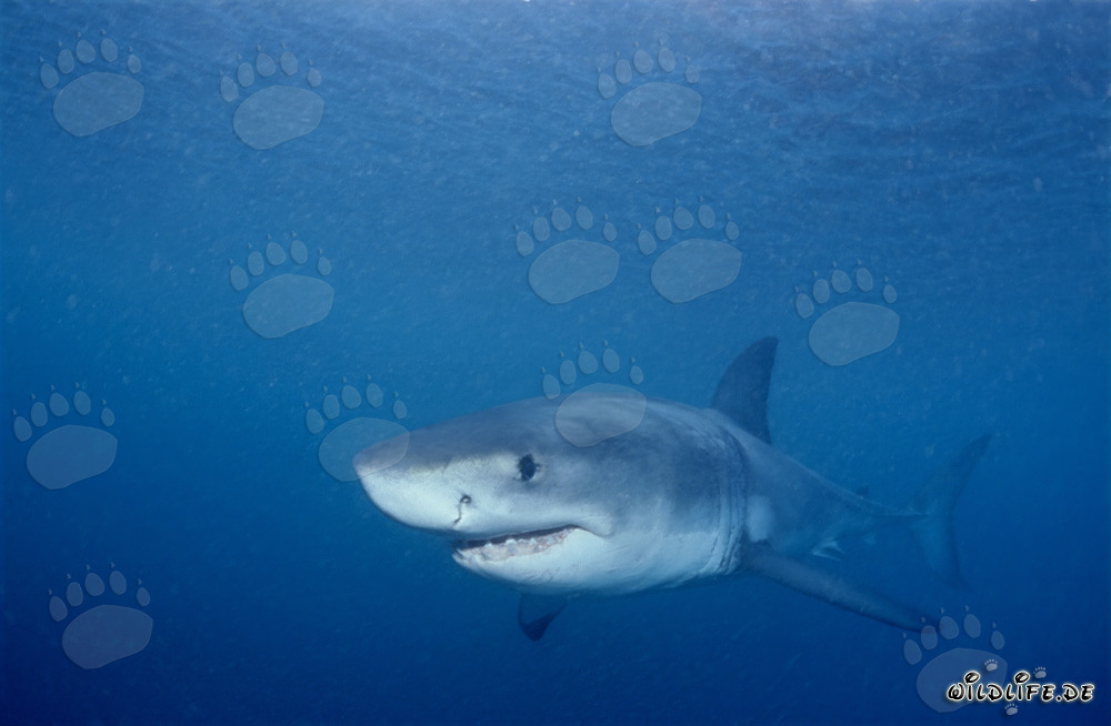 Jeune requin blanc à la recherche de nourriture