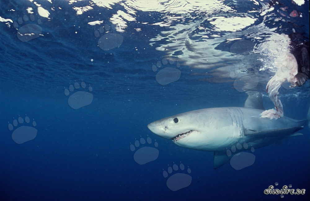 Requin blanc à la recherche de proies