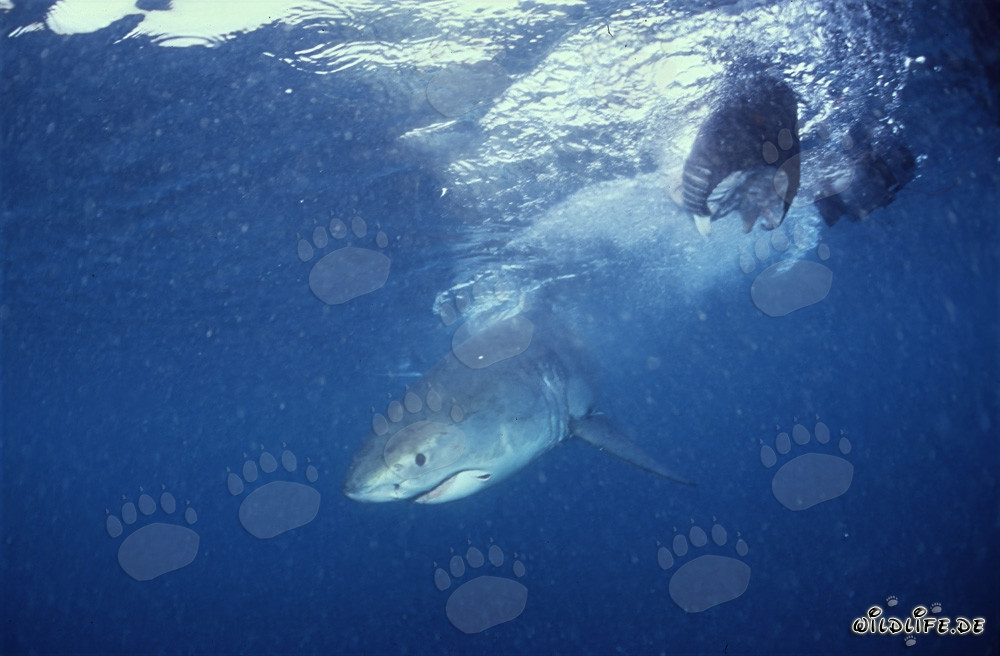 Baby Great White Shark on fish bait