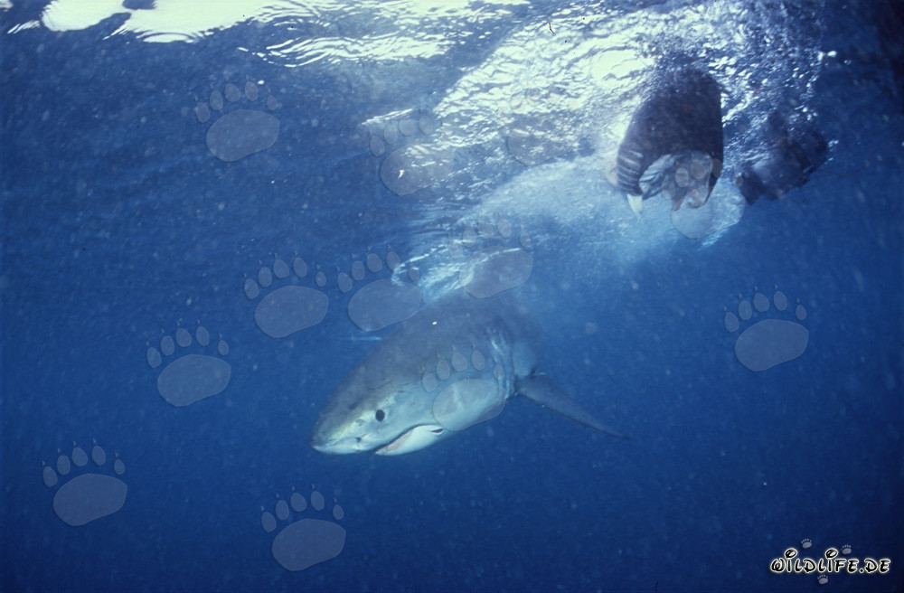 Jeune Requin Blanc près d'un appât pour poissons