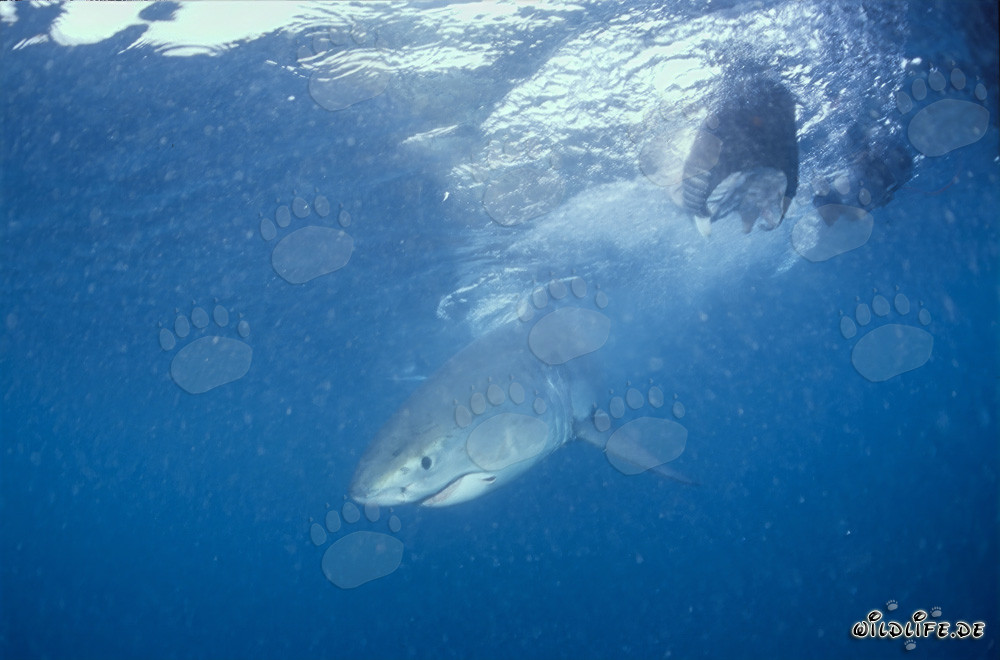 Giovane squalo bianco esplora il mare
