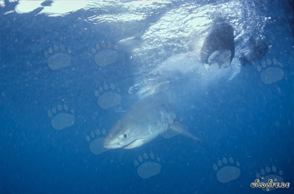 Jeune requin blanc explorant l'océan