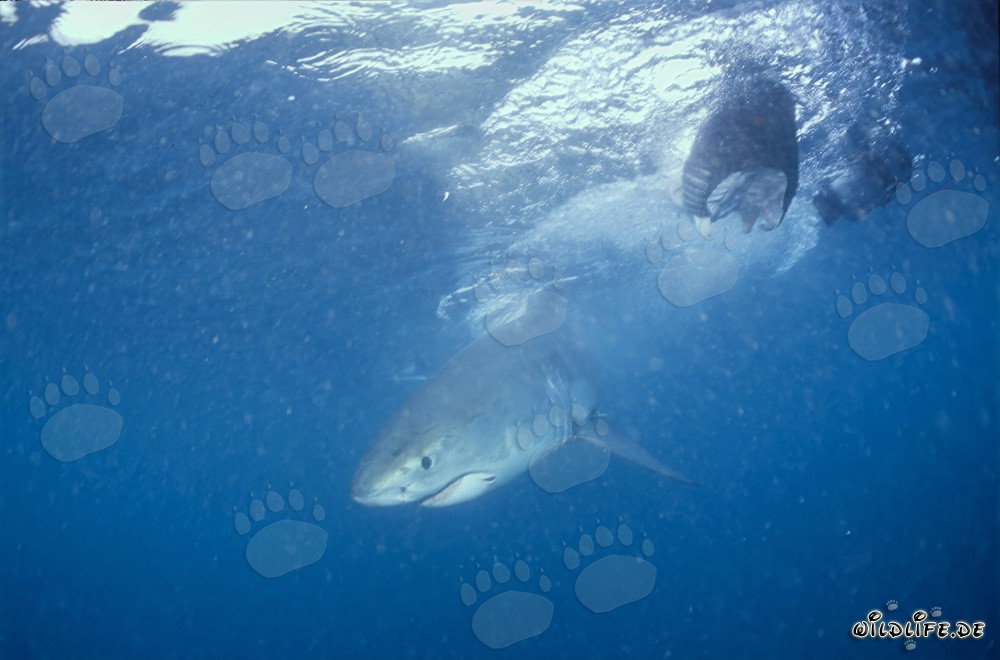 Young Great White Shark Exploring the Ocean