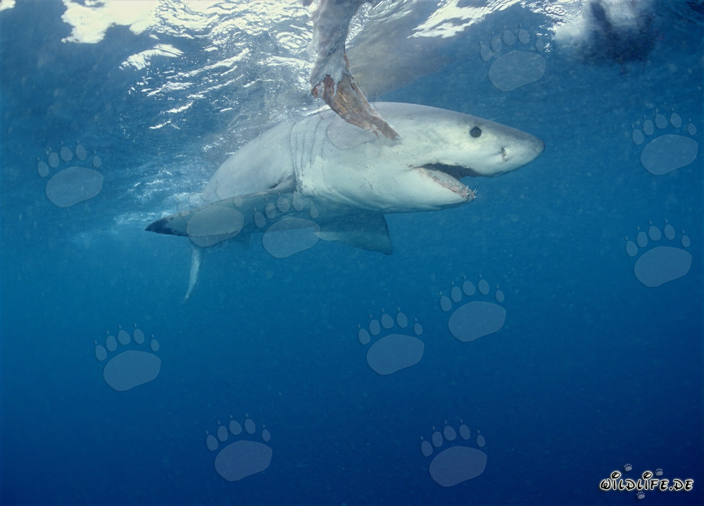 Grand requin blanc imposant tourne autour de l'appât au large des côtes sud-africaines