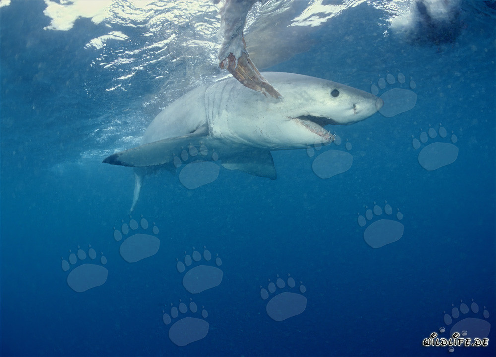 Gran tiburón blanco imponente rodea el cebo frente a la costa de Sudáfrica