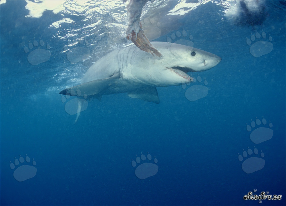 Impressive Great White Shark circling the fish bait off the coast of South Africa