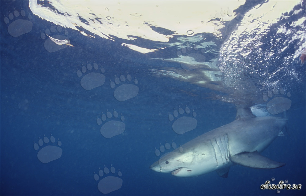 Gran tiburón blanco cazando frente a la costa de Sudáfrica