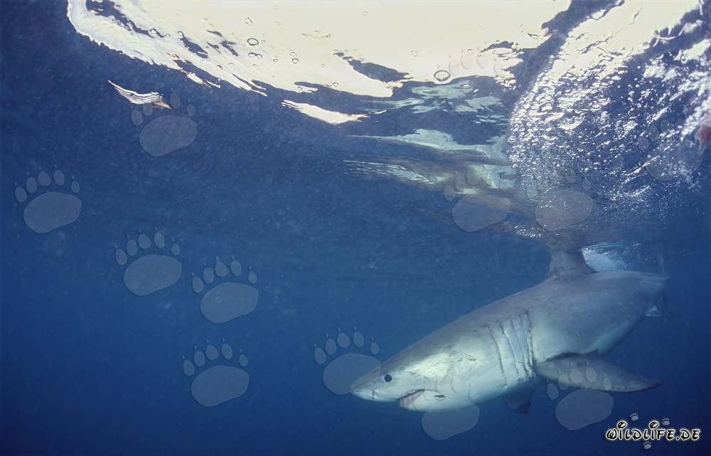 Grand requin blanc chasse au large de la côte sud-africaine