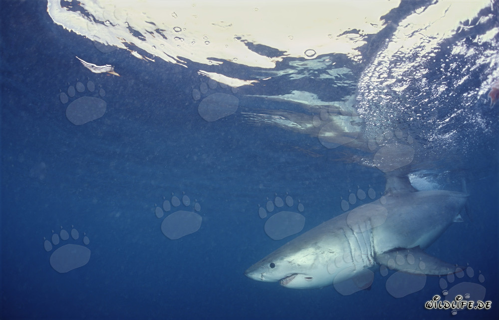 Great white shark hunting off the coast of South Africa