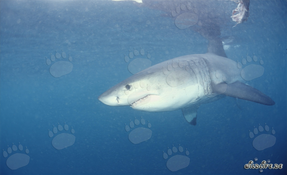Grand requin blanc : Le redoutable prédateur des mers
