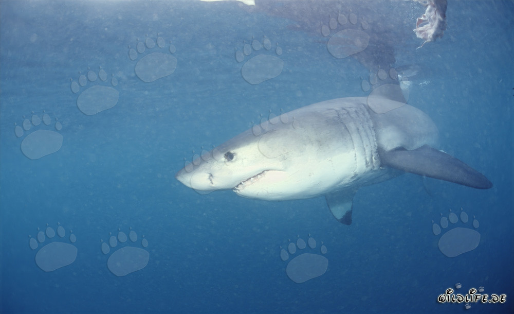 Majestic Great White Shark: The feared predator of the seas