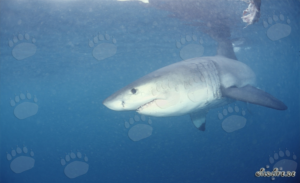 Squalo bianco maestoso: Il temuto predatore dei mari