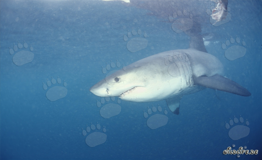 Tiburón blanco majestuoso: El temido depredador de los mares