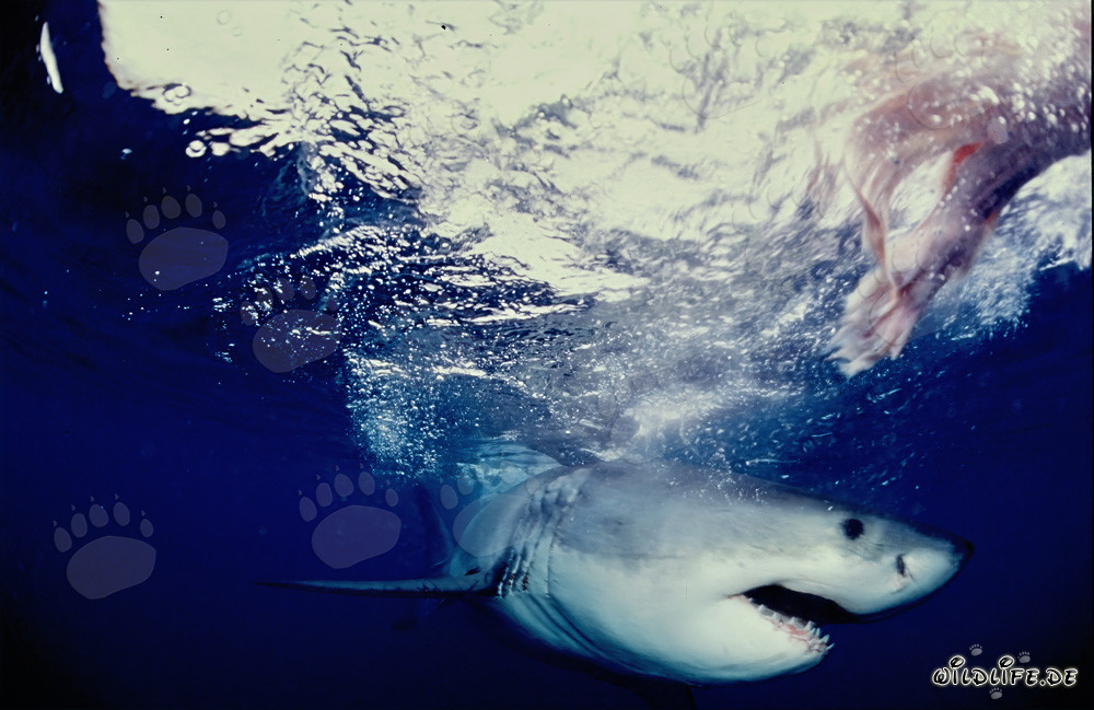 Grand requin blanc chasse au large des côtes d'Afrique du Sud