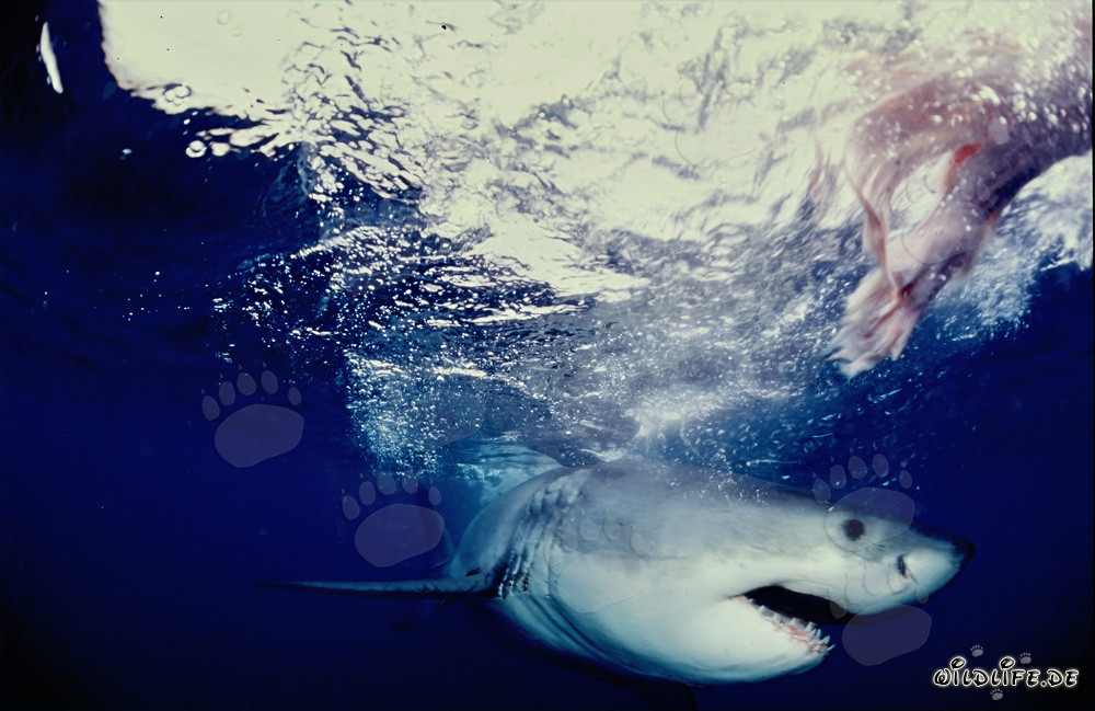 Great White Shark hunting off the coast of South Africa
