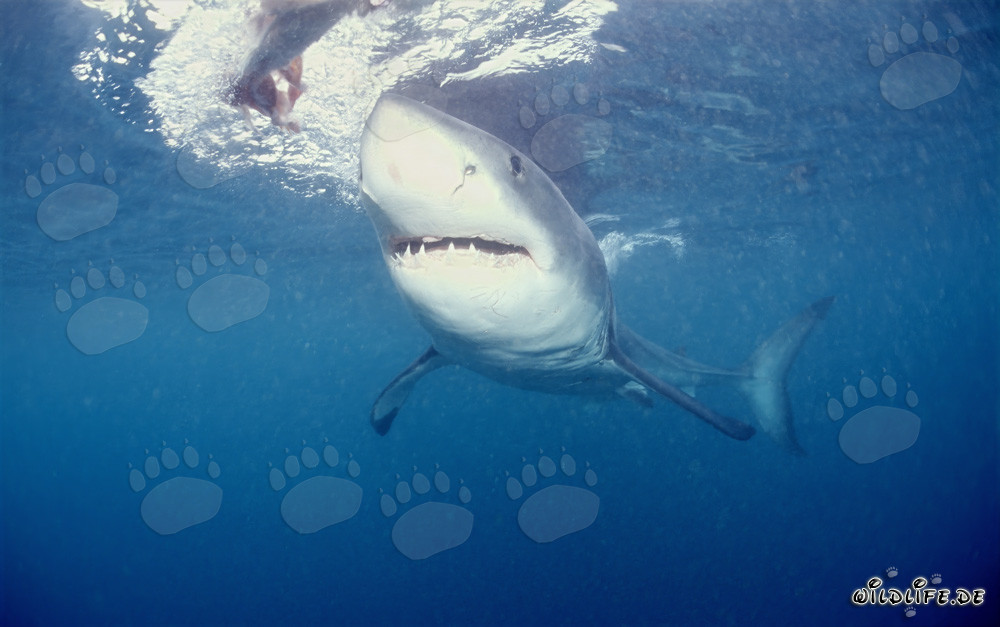 Grand requin blanc fascinant au large des côtes sud-africaines