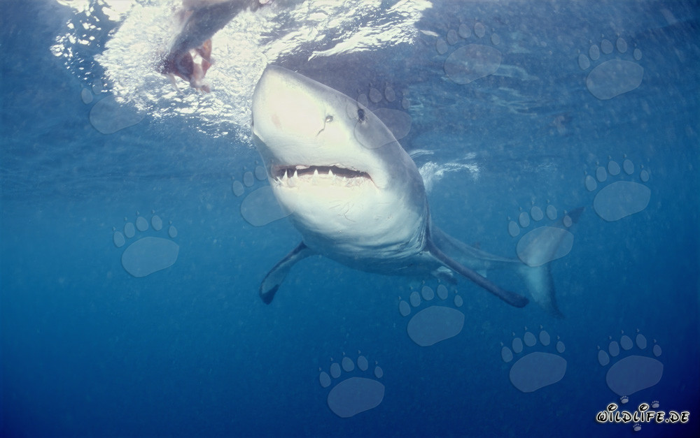 Fascinating Great White Shark off the Coast of South Africa