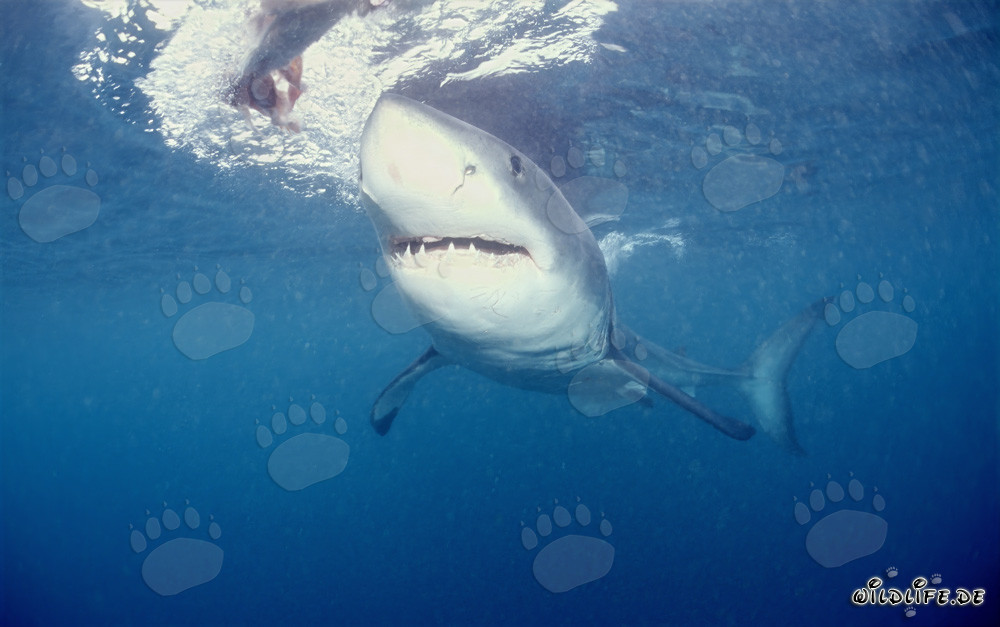 Fascinante tiburón blanco frente a la costa de Sudáfrica