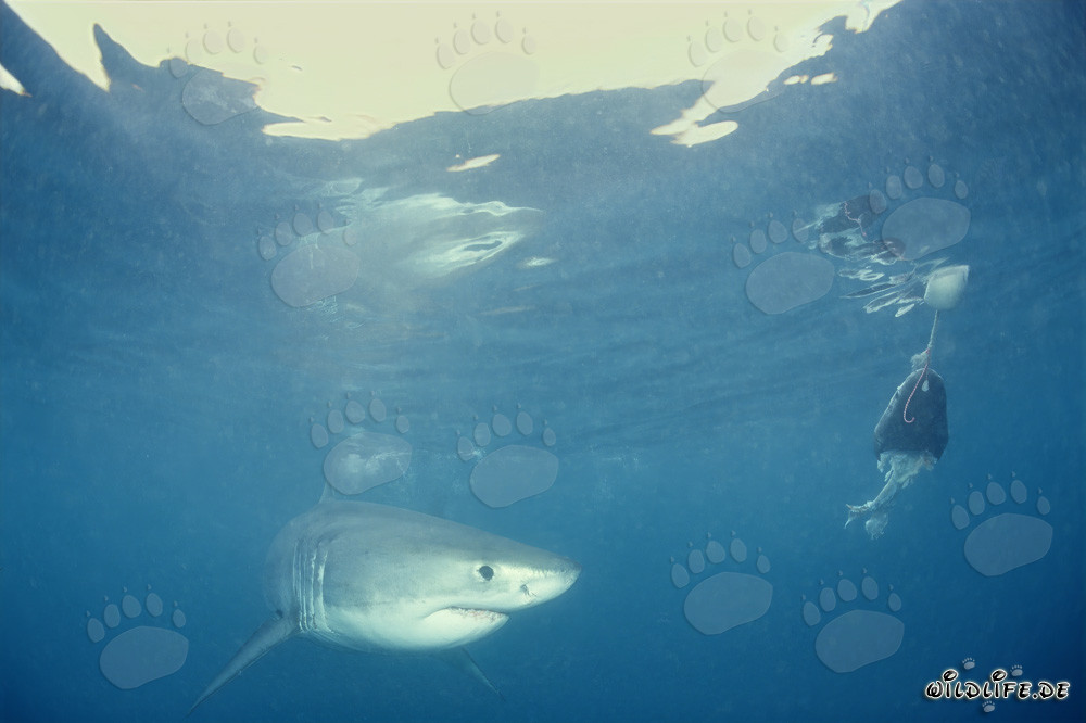 Cría de tiburón blanco frente al cebo para peces