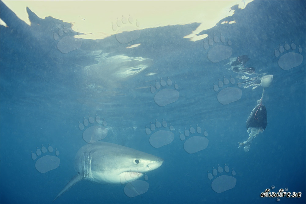 Jeune requin blanc devant l'appât pour poissons