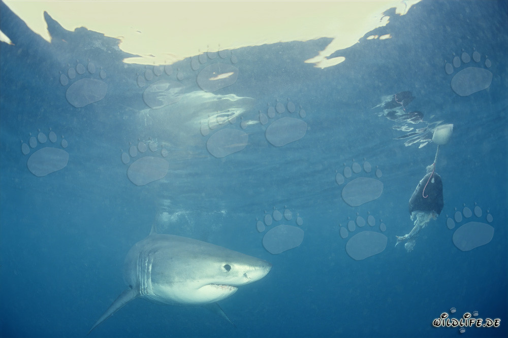 Baby Great White Shark in front of the fish bait