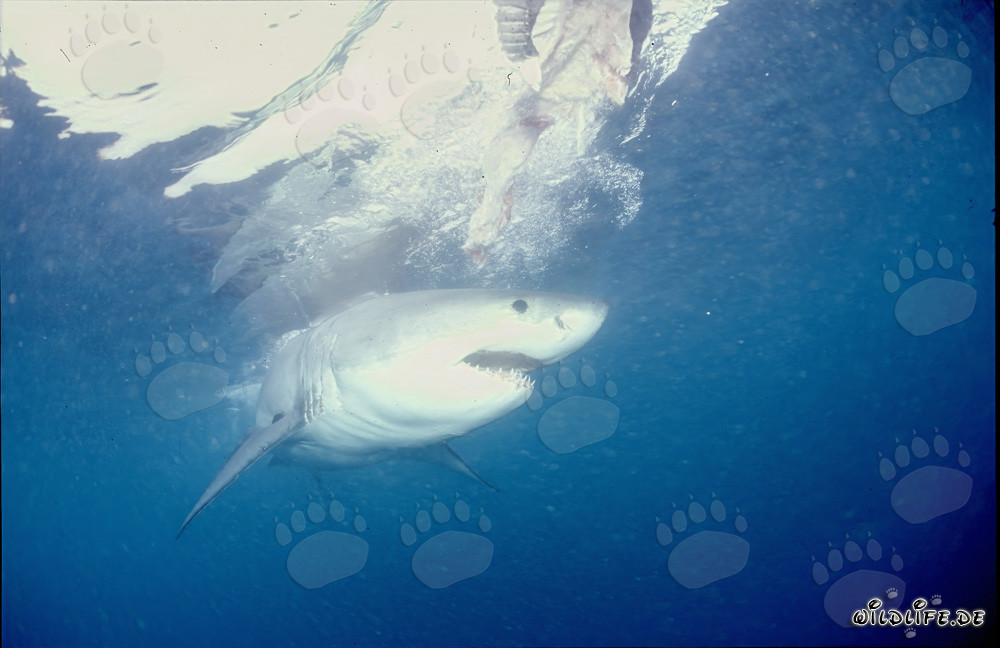 Gran tiburón blanco imponente - Símbolo de los mares y temido depredador