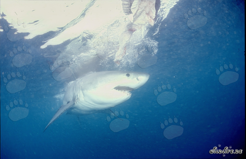 Impressive Great White Shark - Symbol of the Seas and Feared Hunter