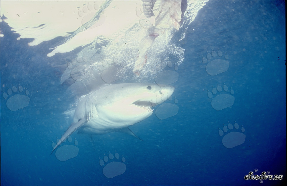 Impressionante squalo bianco - Simbolo dei mari e temuto predatore