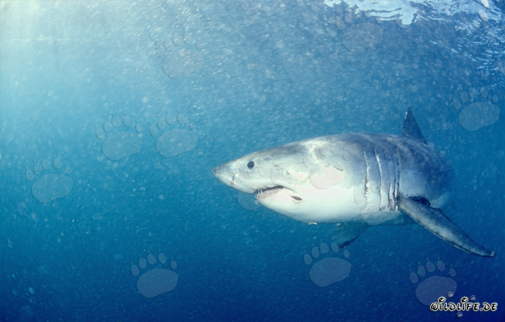 Le Grand Requin Blanc au large de Gansbaai