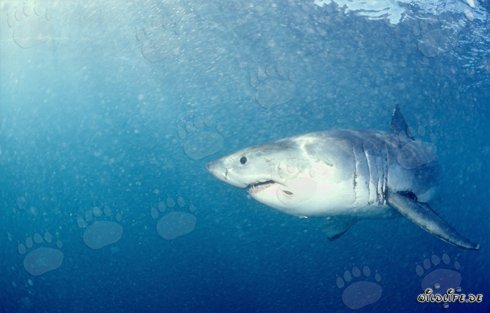 Great White Shark off the Coast of Gansbaai