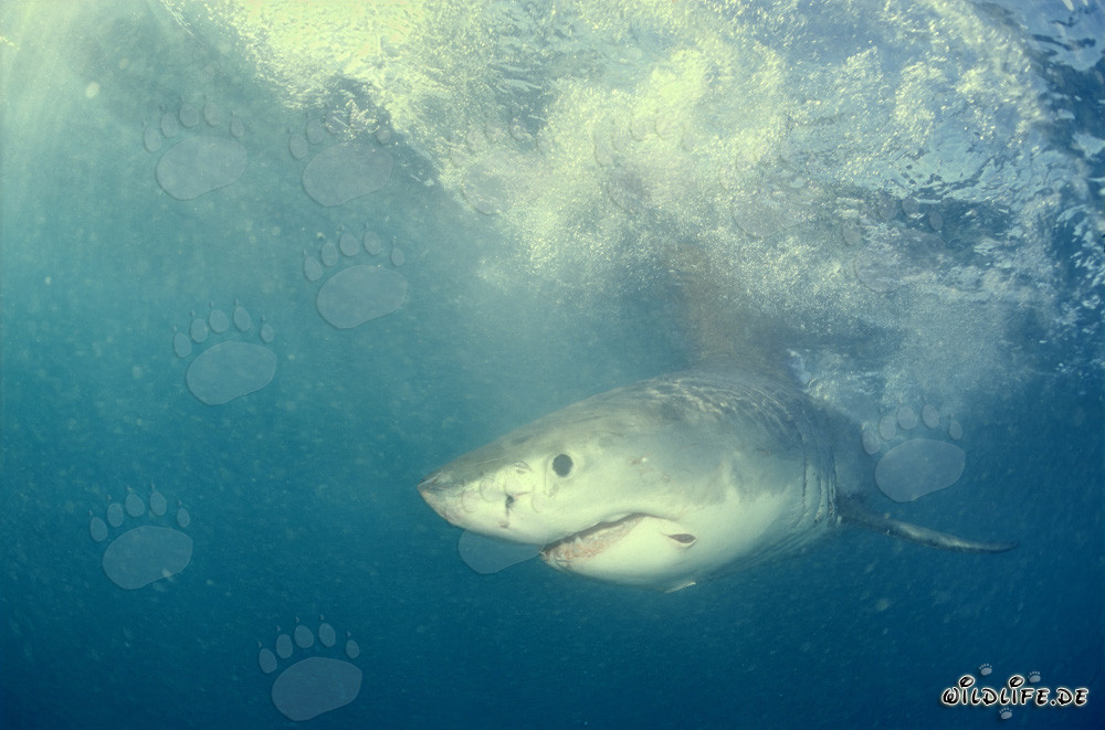 Baby Great White Shark searching for prey
