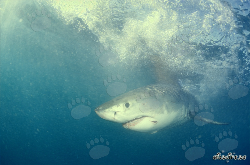 Jeune requin blanc à la recherche de nourriture