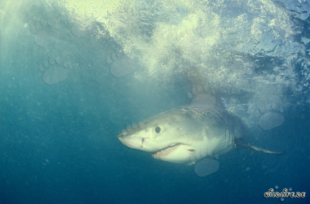 Bebé tiburón blanco en busca de comida