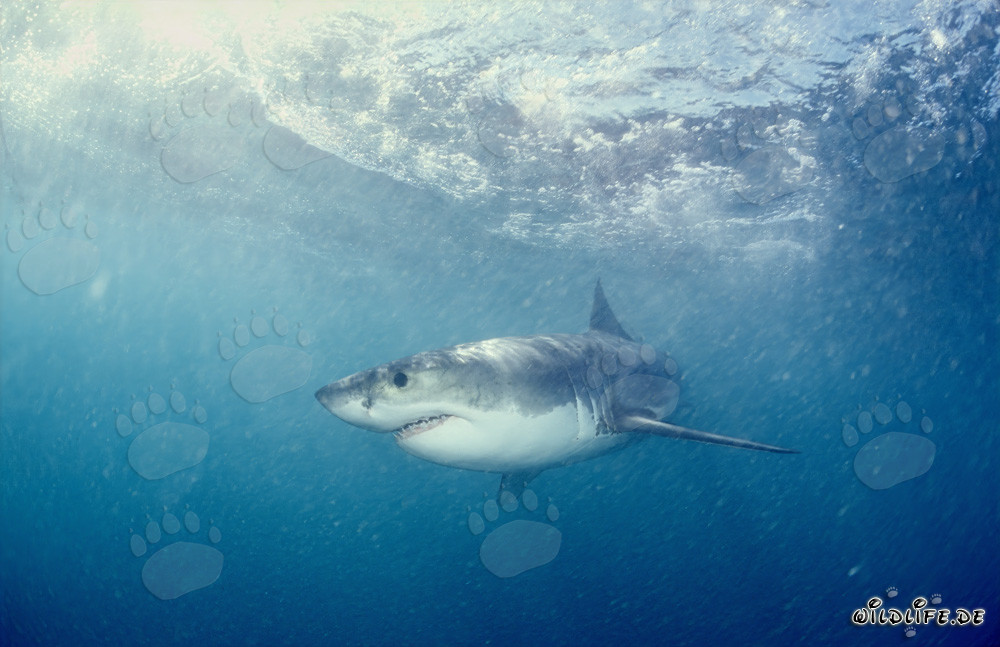 Il maestoso Grande Squalo Bianco e la sua fama di temibile predatore dei mari