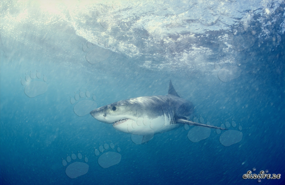 The majestic Great White Shark and its reputation as a feared predator of the seas