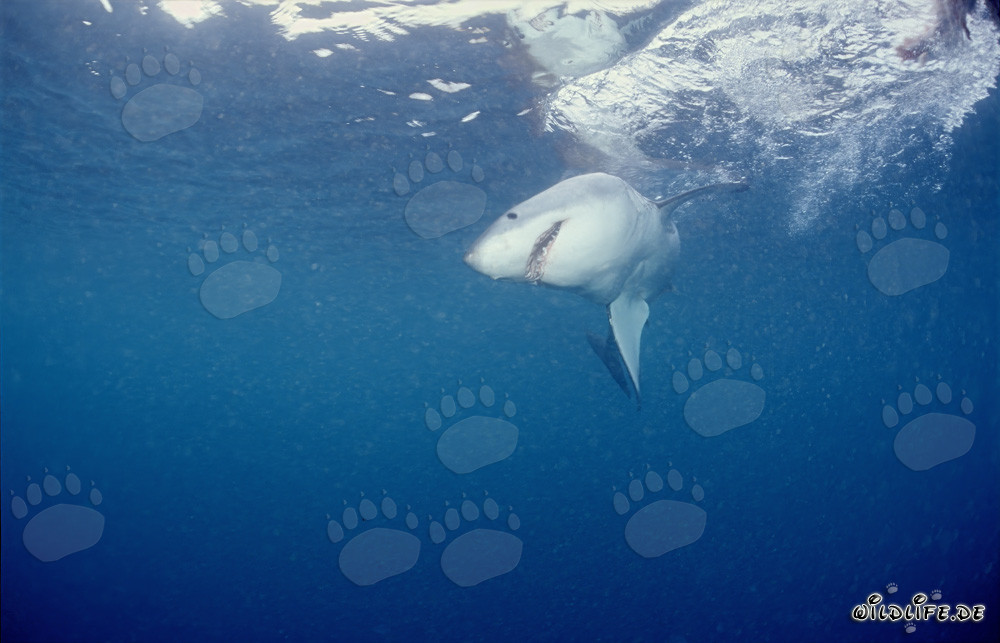 Great White Shark hunting for prey