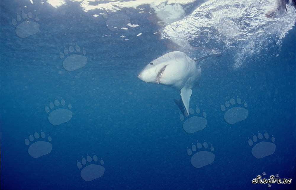 Requin blanc à la chasse aux proies