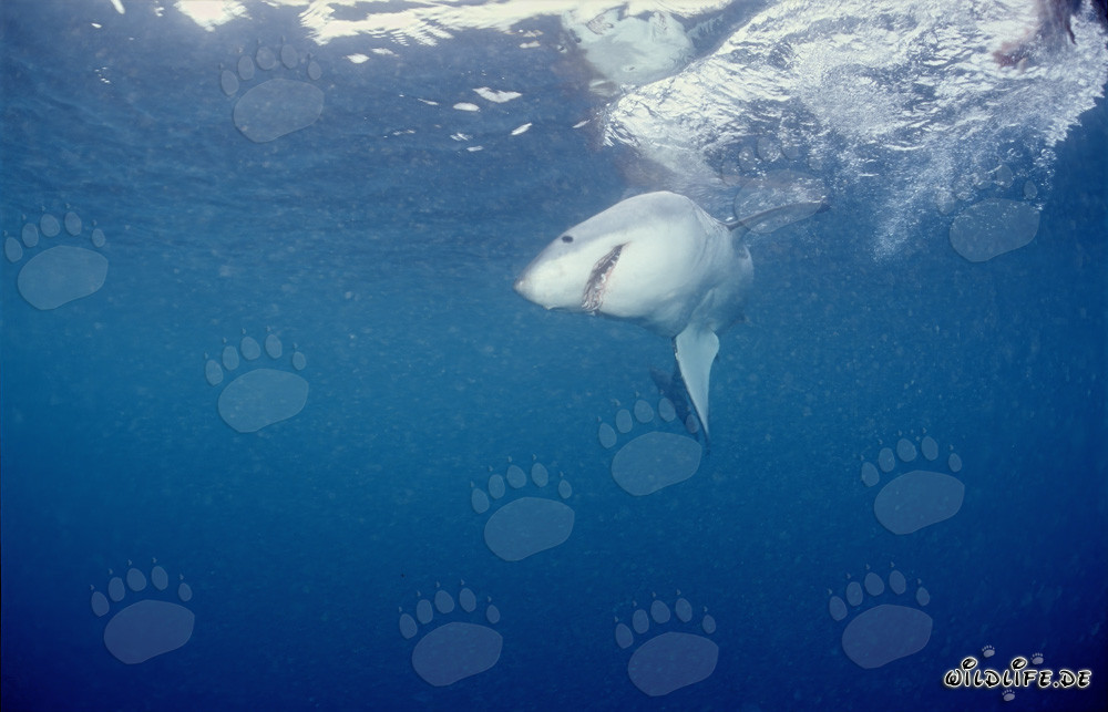Tiburón blanco en busca de presas