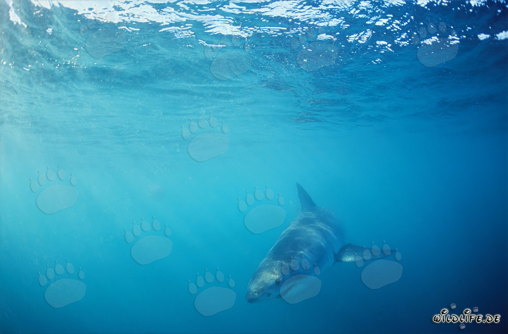 Baby Great White Shark searching for prey