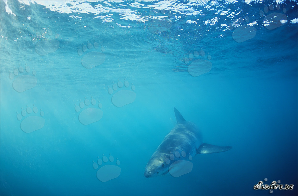 Jeune requin blanc à la recherche de nourriture