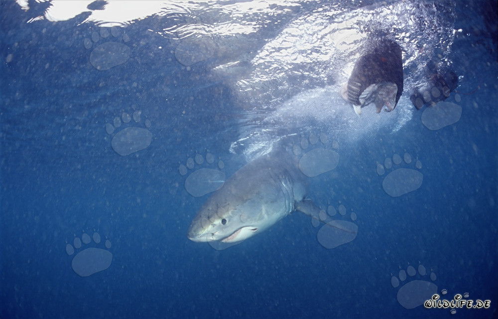 Jeune Requin Blanc à proximité d'appâts pour poissons