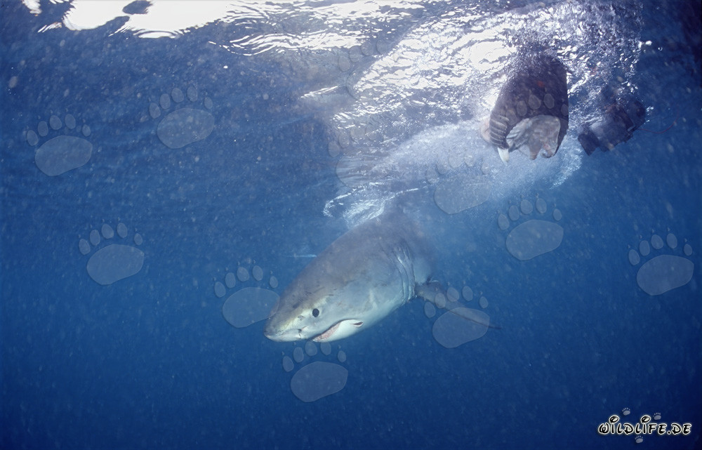 Bebé Tiburón Blanco cerca de carnadas de pescado
