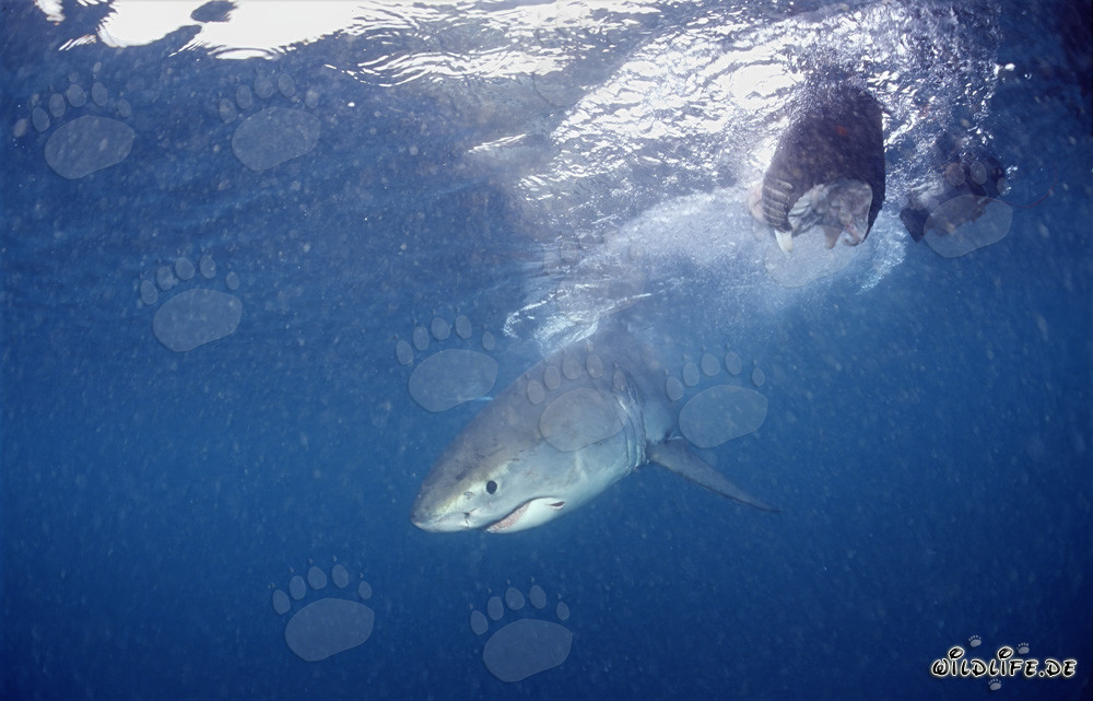 Great white shark baby close to the fish bait