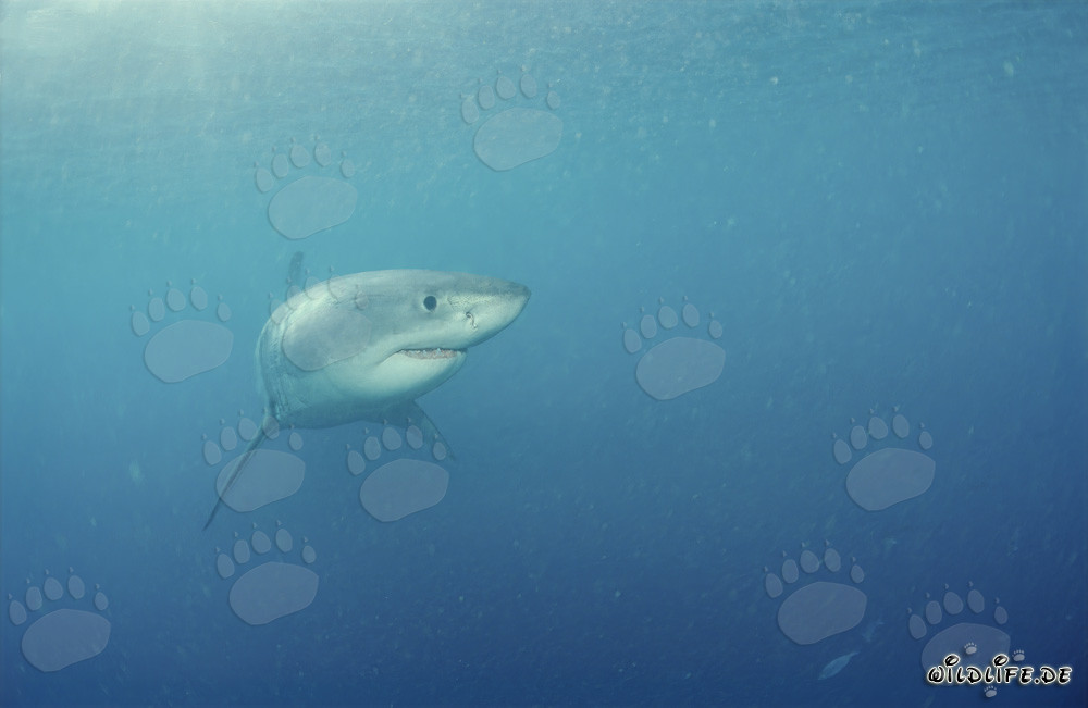 Curious Baby Great White Shark explores the surroundings