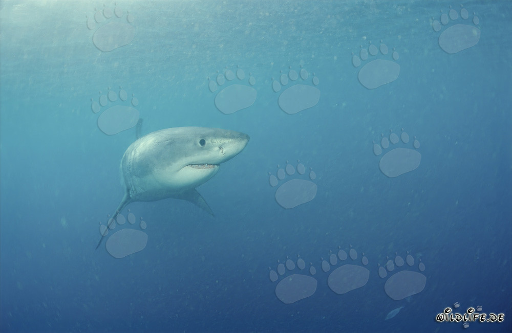 Jeune requin blanc curieux explorant son environnement