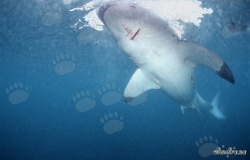 Fascinante Gran Tiburón Blanco frente a la costa de Sudáfrica