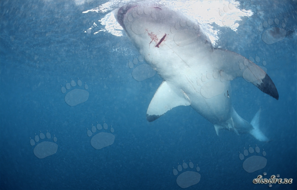 Grand requin blanc fascinant au large de la côte sud-africaine